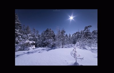 פאזל של Noche de Luna desde un Bosque Nevado - Finlandia