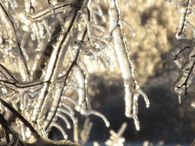 Lots of ice  NB storm Jan 24 2017