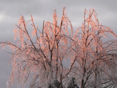 פאזל של Sunrise through icy bushes Jan 25 2017