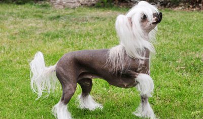 פאזל של chinese crested breed