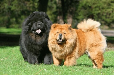 chow chow jigsaw puzzle