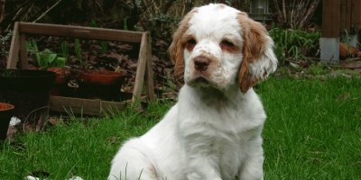 פאזל של clumber spaniel