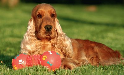 cocker spaniel inglese