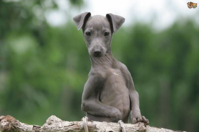 greyhound jigsaw puzzle