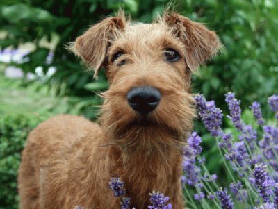 פאזל של irish terrier