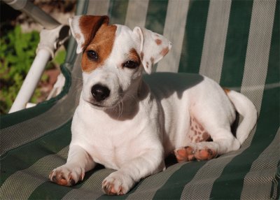 פאזל של jack russell terrier