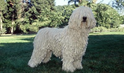 komondor jigsaw puzzle