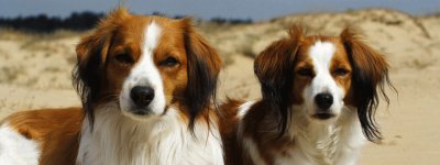 kooikerhondje jigsaw puzzle