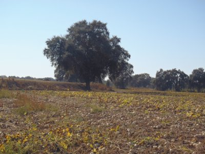 Autumn field
