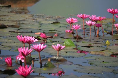 פאזל של lotus