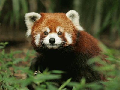 ANIMALES