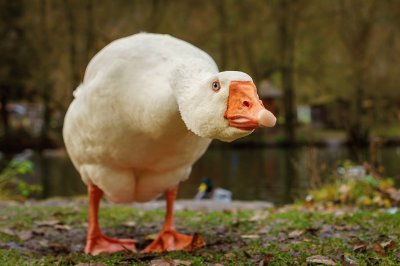 ANIMALES