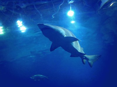 Shark - Portsmouth Marine Aquarium