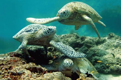 ANIMALES