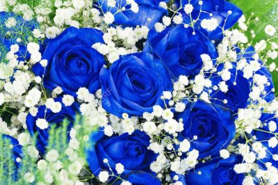פאזל של rosas azuis