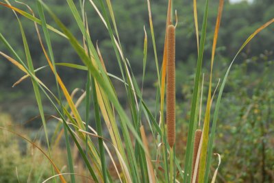 פאזל של JUNCOS