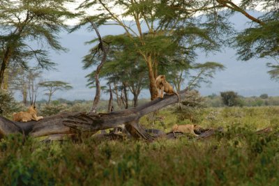 LEONES jigsaw puzzle