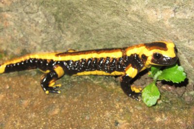 Salamandre jigsaw puzzle