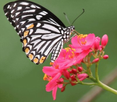 mariposa 2