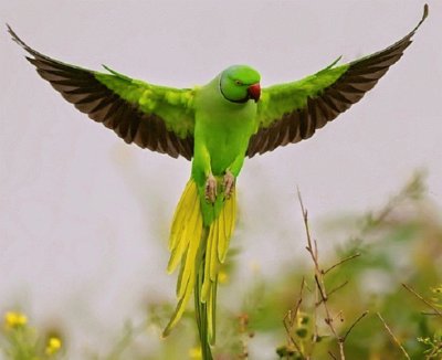 aves2