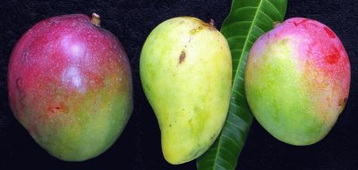 פאזל של mangos