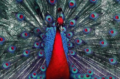 pavo real