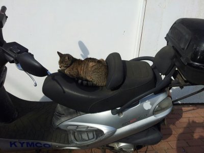 Cat on motorcycle