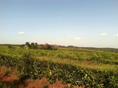 PlantaciÃ³n de tÃ© en Misiones, Argentina jigsaw puzzle