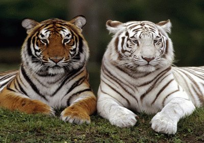 tigres