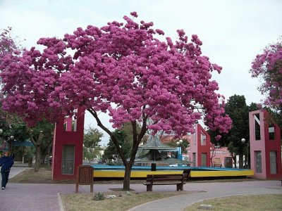 פאזל של En Santiago del Estero. Argentina
