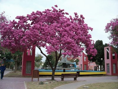 En Santiago del Estero. Argentina jigsaw puzzle