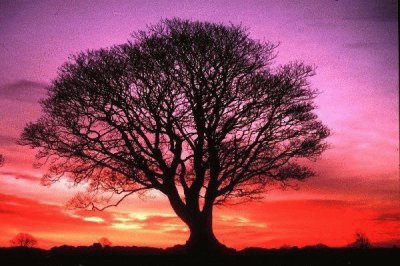 Tree in a beautiful bottom jigsaw puzzle