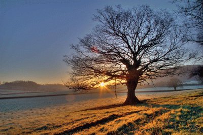 Tree in a sunset in beach