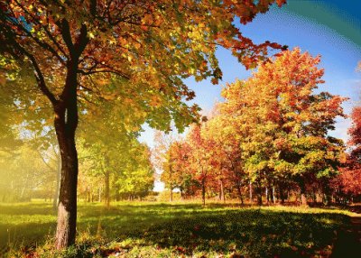 tree in autumn jigsaw puzzle