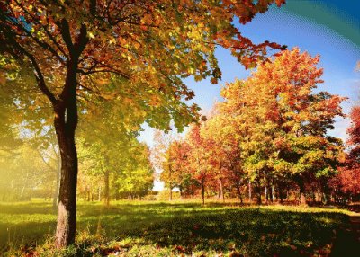 tree in autumn