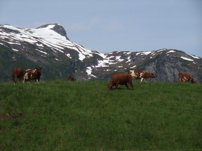 mucche sotto il ghiacciaio
