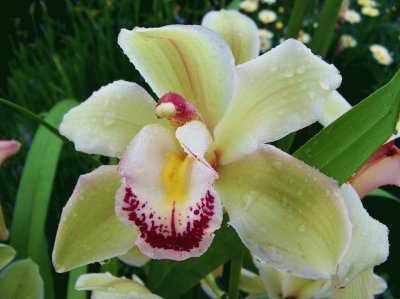 Orquidea jigsaw puzzle