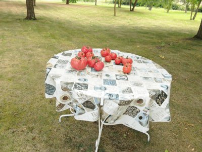 Les bonne tomates du jardin jigsaw puzzle