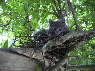 chat dans nid de pigeon