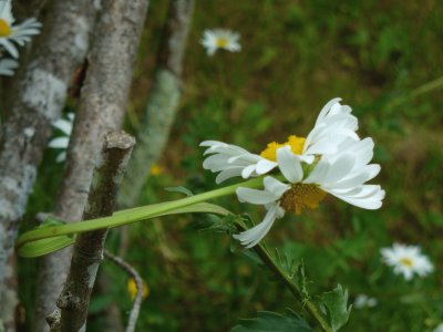 marguerite