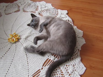 Gata Filo