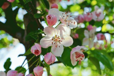 פאזל של Spring Flower