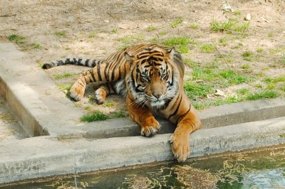פאזל של Tiger 2