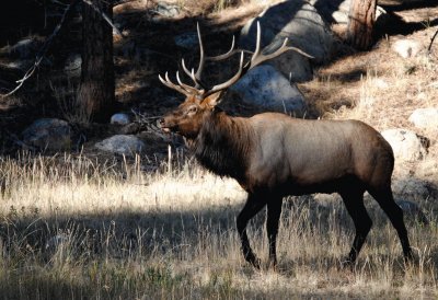 Elk jigsaw puzzle