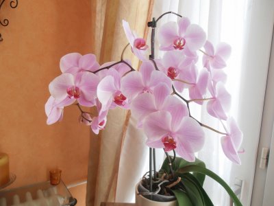 orchidÃ©e jigsaw puzzle