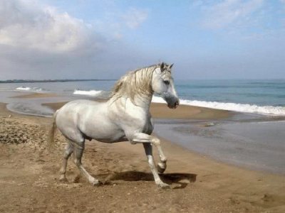Caballo