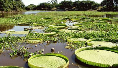 פאזל של En la Provincia de Formosa. Argentina