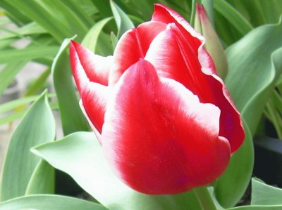 פאזל של Tulipan