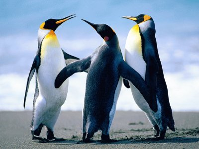 PINGUINOS jigsaw puzzle