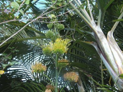 פאזל של palmera